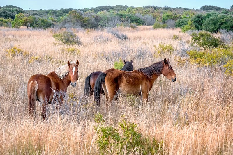Horse, Wild OBX 2018-8 - ID: 15674772 © Donald R. Curry