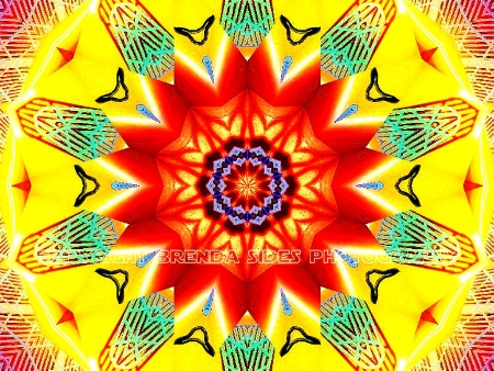 ~Flyswatter Abstract~