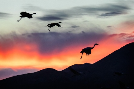 Sandhill Cranes at Sunset  