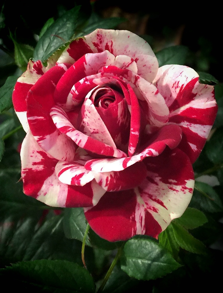 Miniature Rose