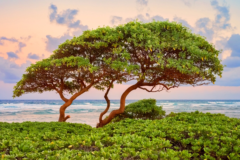 Oceanside Vegetation