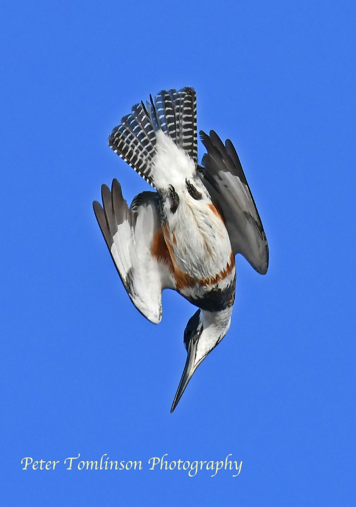 Belted Kingfisher diving 2