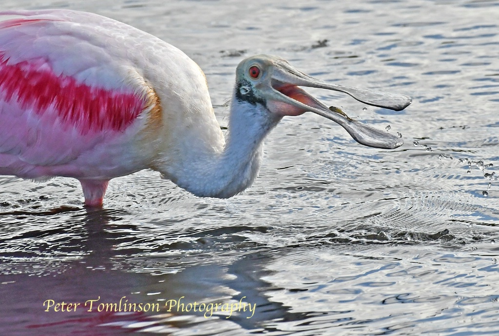 Roseate Spoonbill catching fish