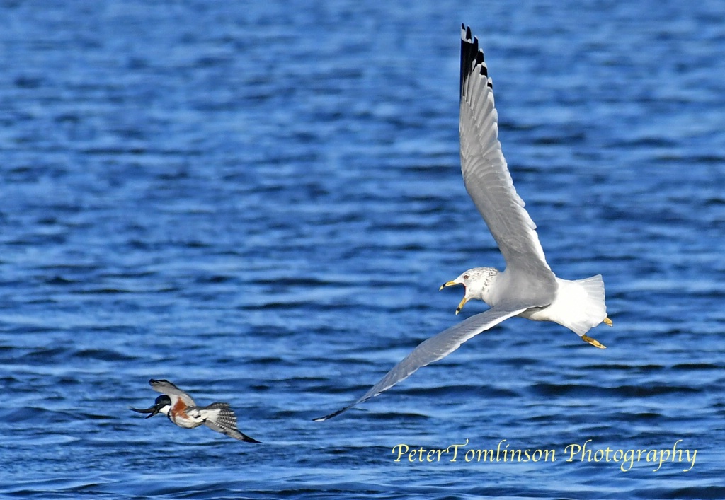 Gull chasing belted kingfisher with fish