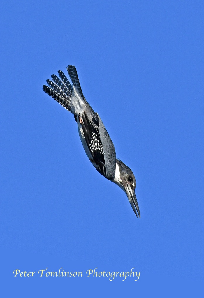 Belted Kingfisher diving 1