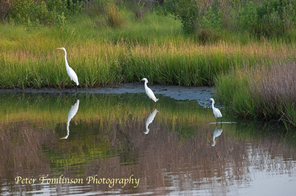 Egrets, Chincoteague NWR