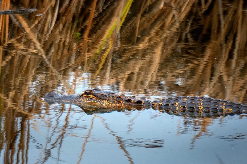 Alligator Savannah WR 2018-4 - ID: 15675167 © Donald R. Curry