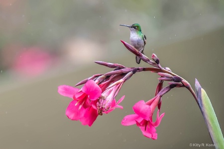 Hummingbird on Fuschia in the Rain