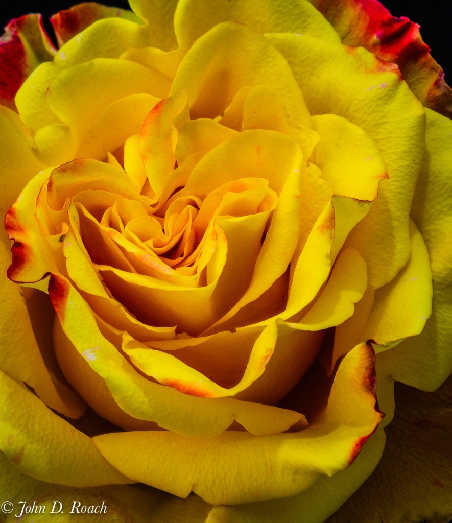Her Rose - ID: 15675269 © John D. Roach