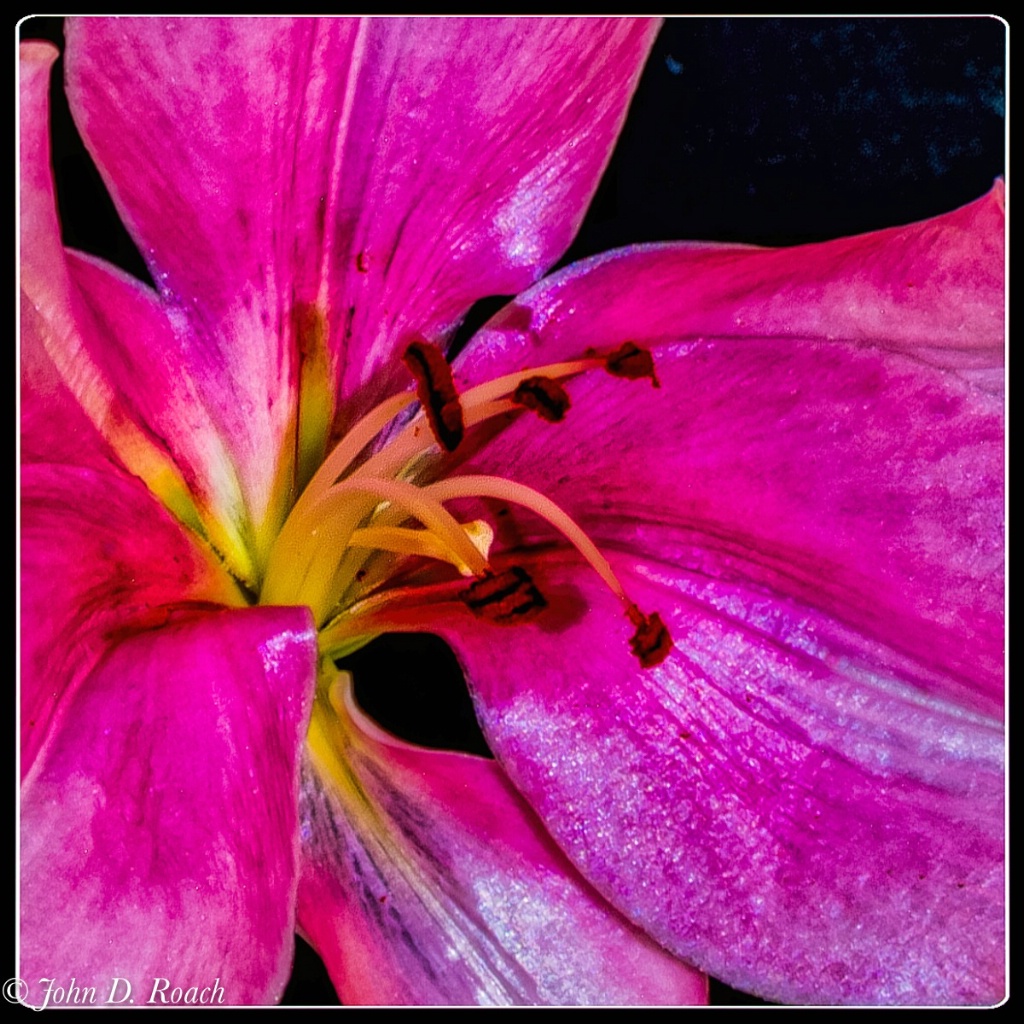 Vivid Lily - ID: 15675270 © John D. Roach