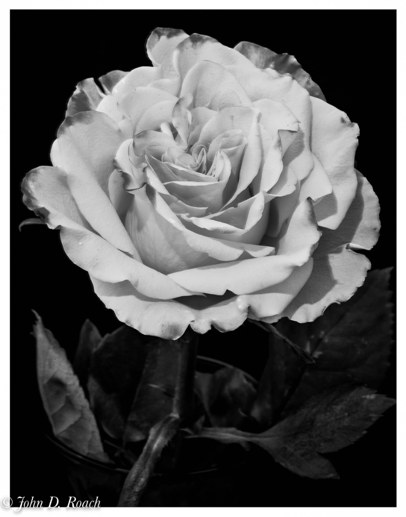 A Monochrome Rose - ID: 15675271 © John D. Roach