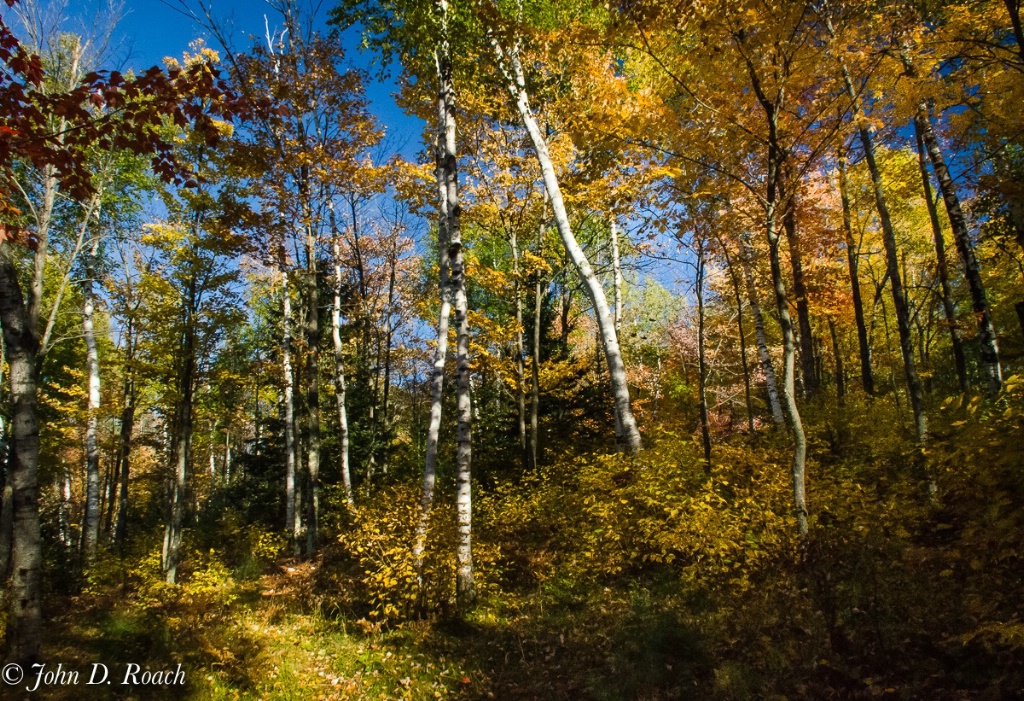 Trees in Fall - ID: 15675275 © John D. Roach