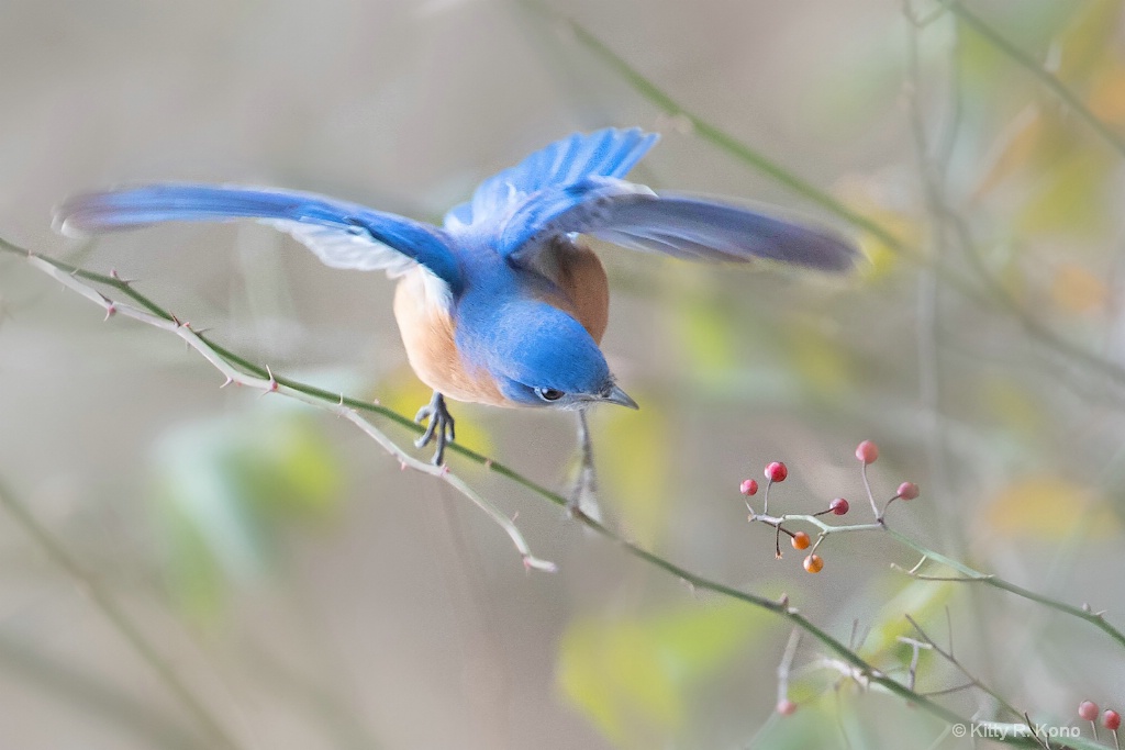 Bluebird Eyeing the Berries  - ID: 15675463 © Kitty R. Kono