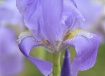 Lovely Iris 