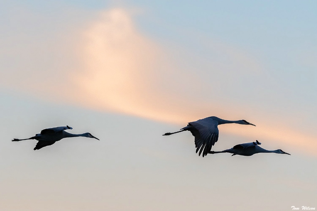 Sandhill Crane Silhouettes