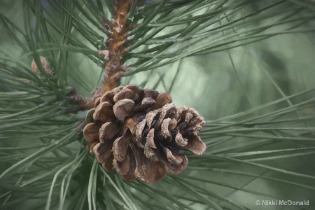 Pinecone