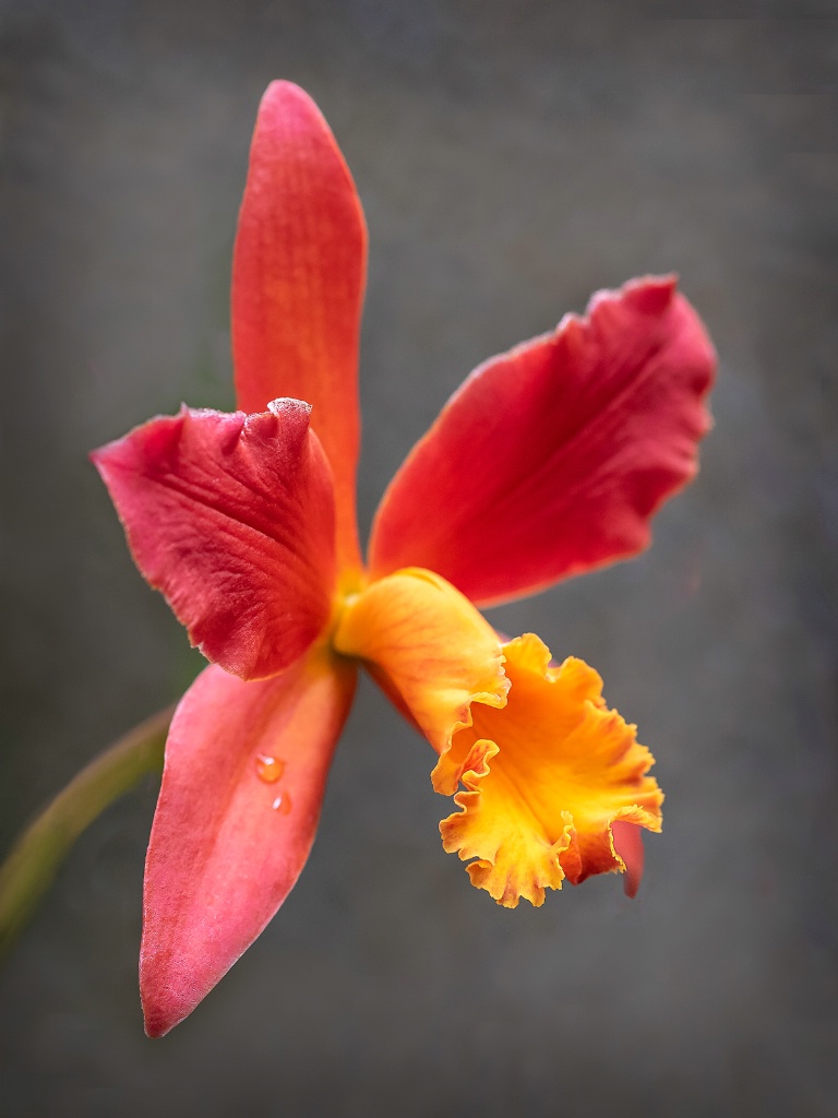 Colorful Orchid  