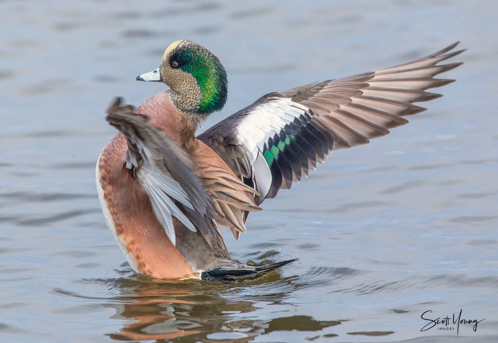 American Wigeon Flapping; Cambridge, MD