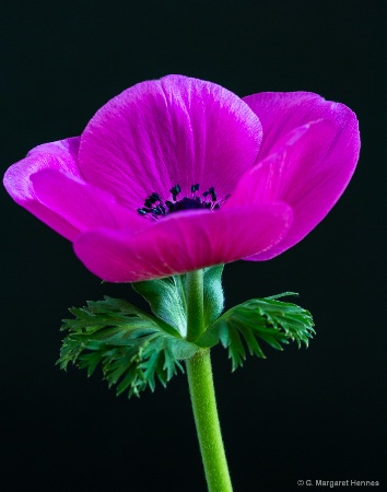 Magenta Anemone