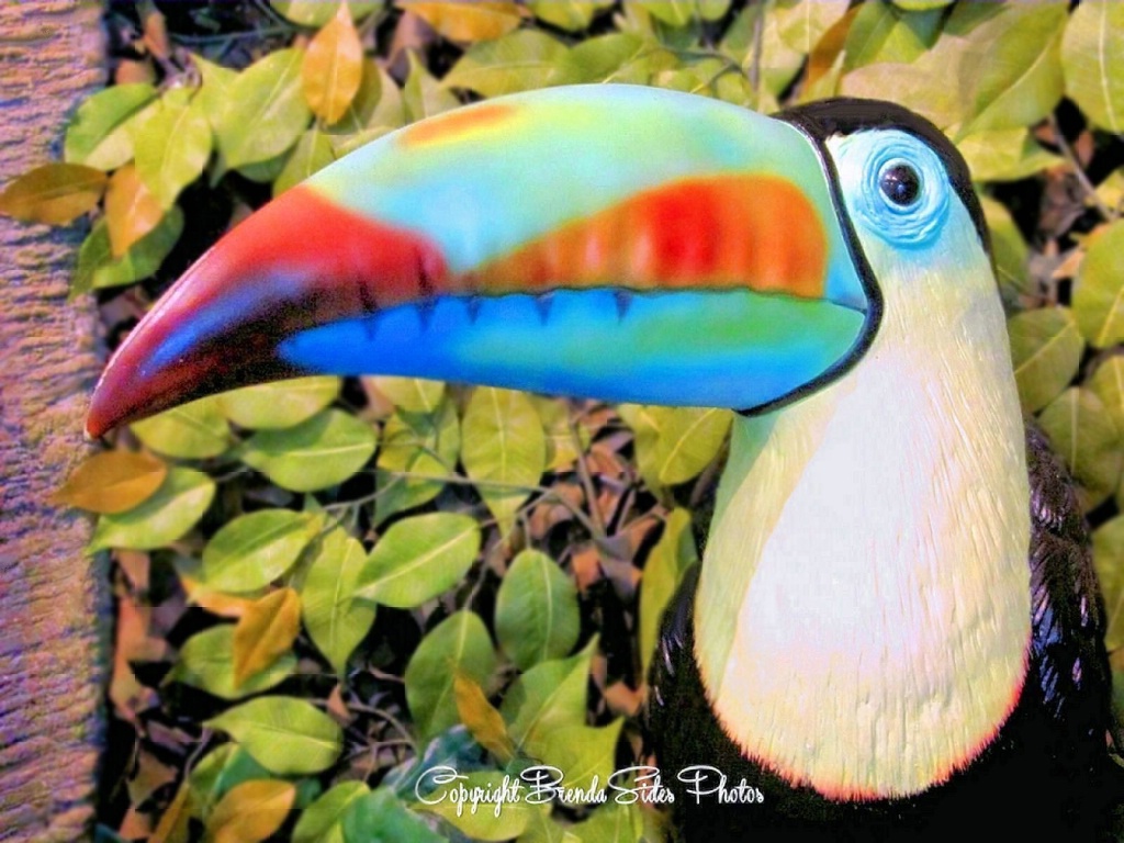 ~Toucan Exhibit~