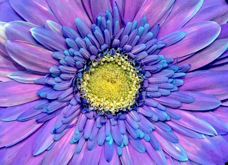  Purple Perfection 