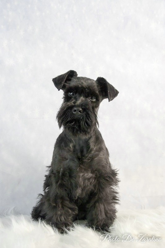 Mini schnauzer portrait