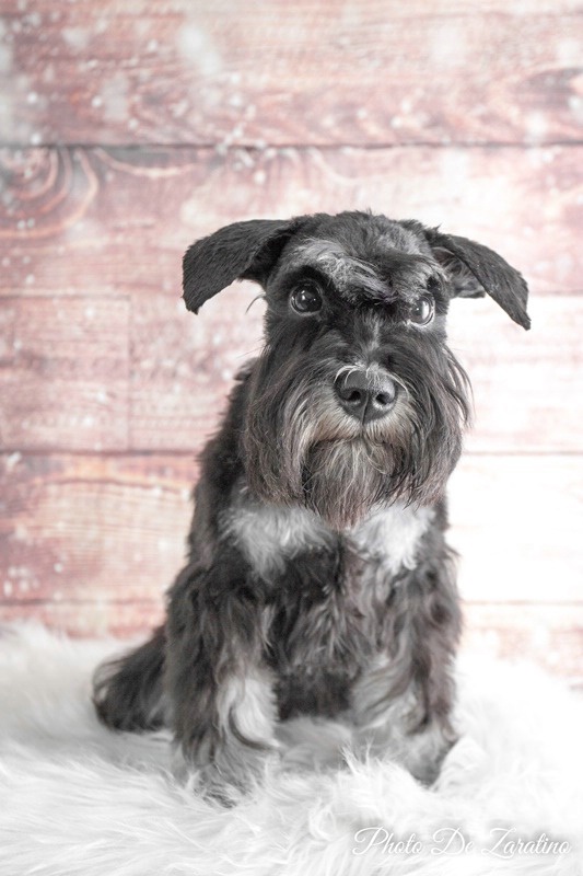 Mini schnauzer portrait