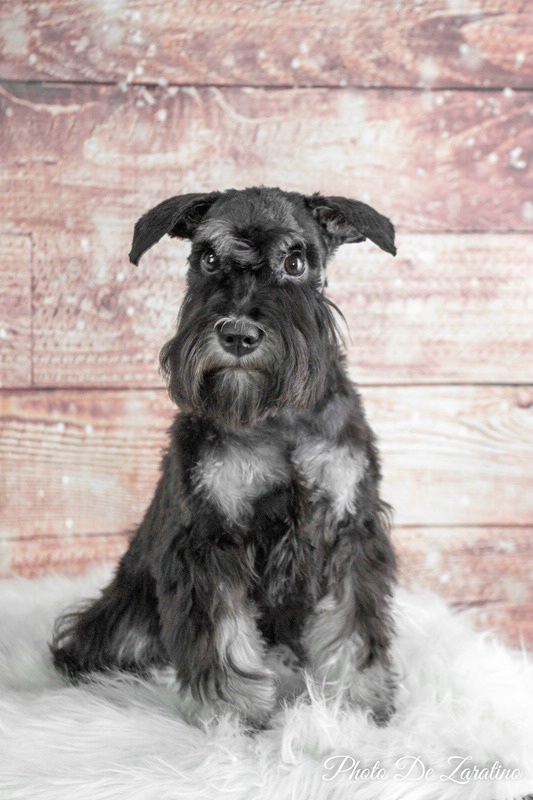 Mini schnauzer portrait