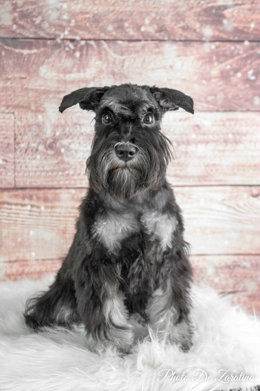 Mini schnauzer portrait