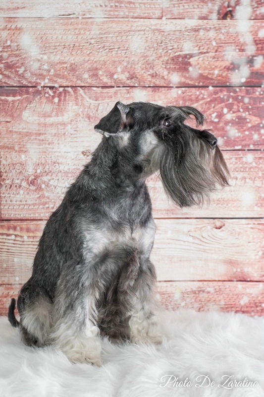 Mini schnauzer portrait