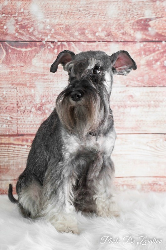 Mini schnauzer portrait