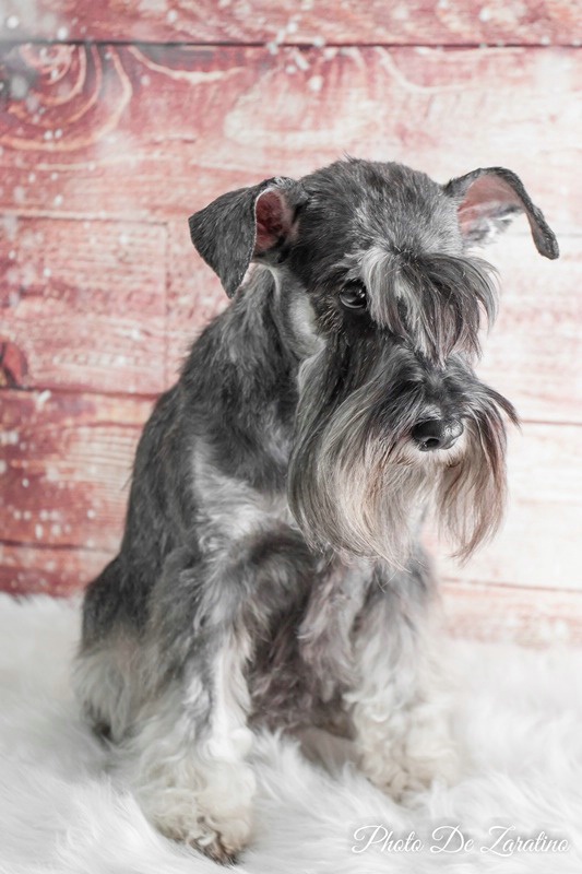 Mini schnauzer portrait