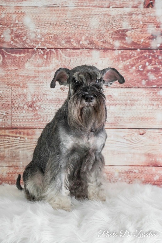 Mini schnauzer portrait