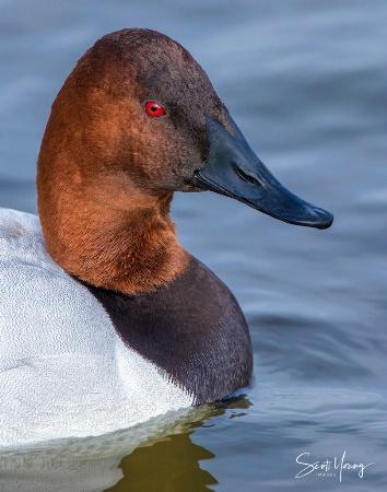 Canvasback Portrait; Cambridge, MD