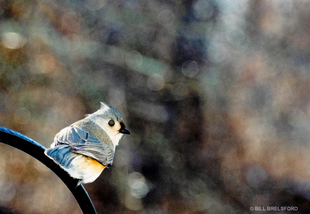 TUFTED TITMOUSE