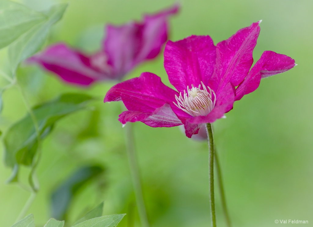 Fuschia Friends