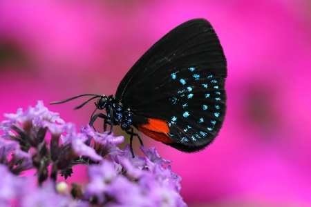 Atala Hairstreak