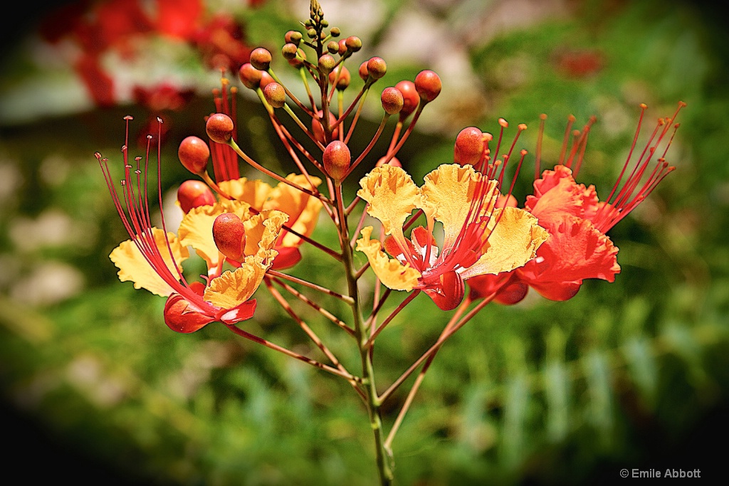 Mexican Bird of Paradise