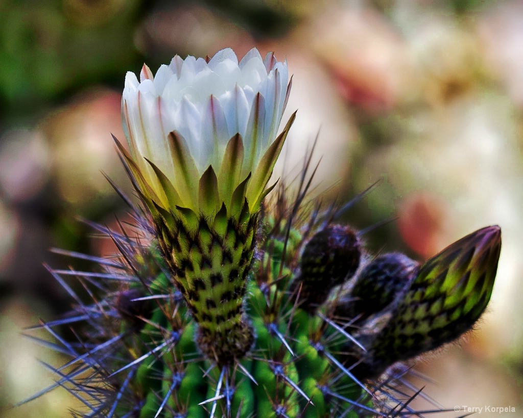 Berkeley Botanical Garden Cactus Flower - ID: 15676339 © Terry Korpela