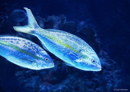 Neon Fish