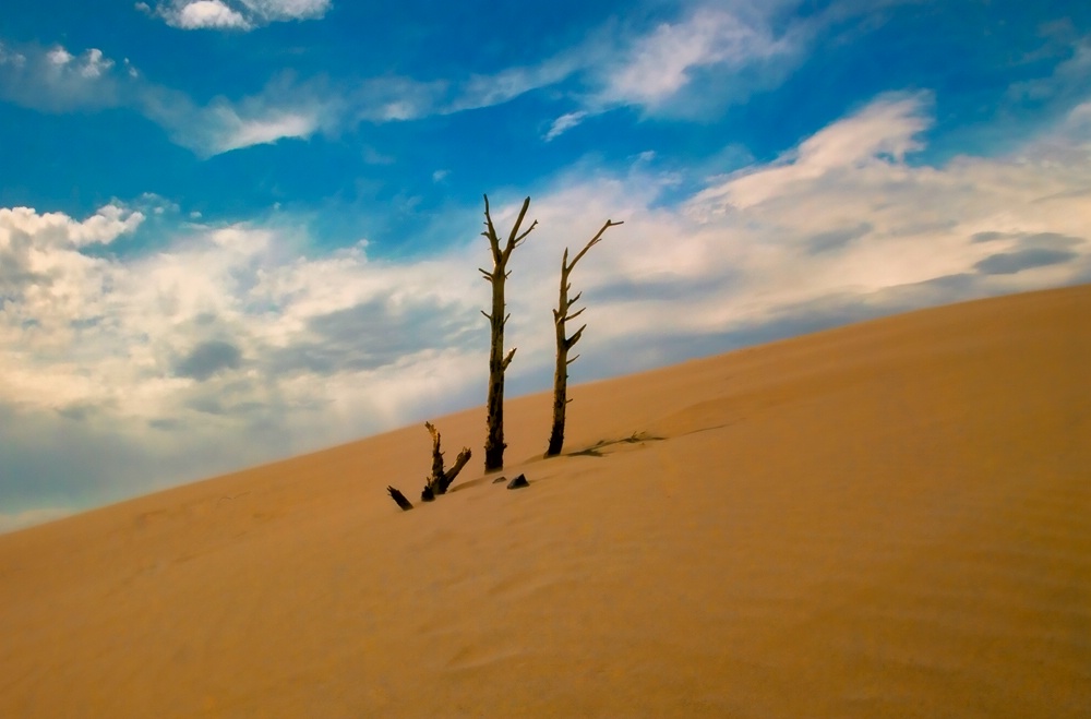 Dead Trees in the Sand