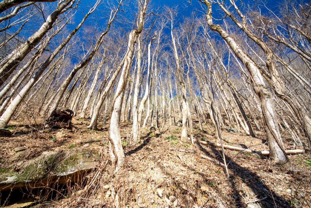 When hiking, always look up!