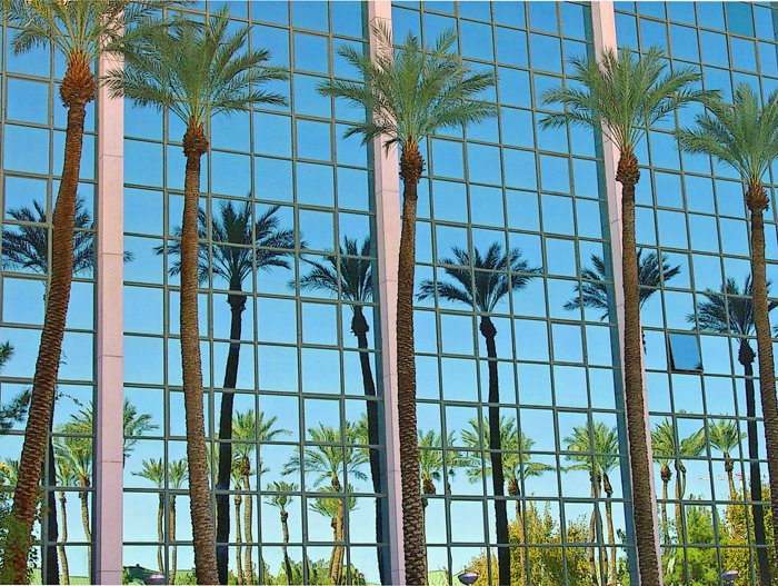 Vegas tree reflections..