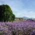 2Lavender Farm - ID: 15676474 © Louise Wolbers