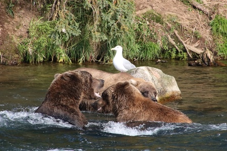 Three Bears and a Seagull