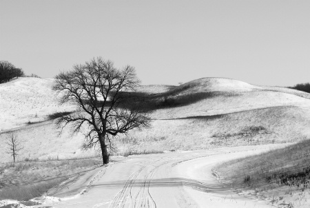 Signal Tree in Winter