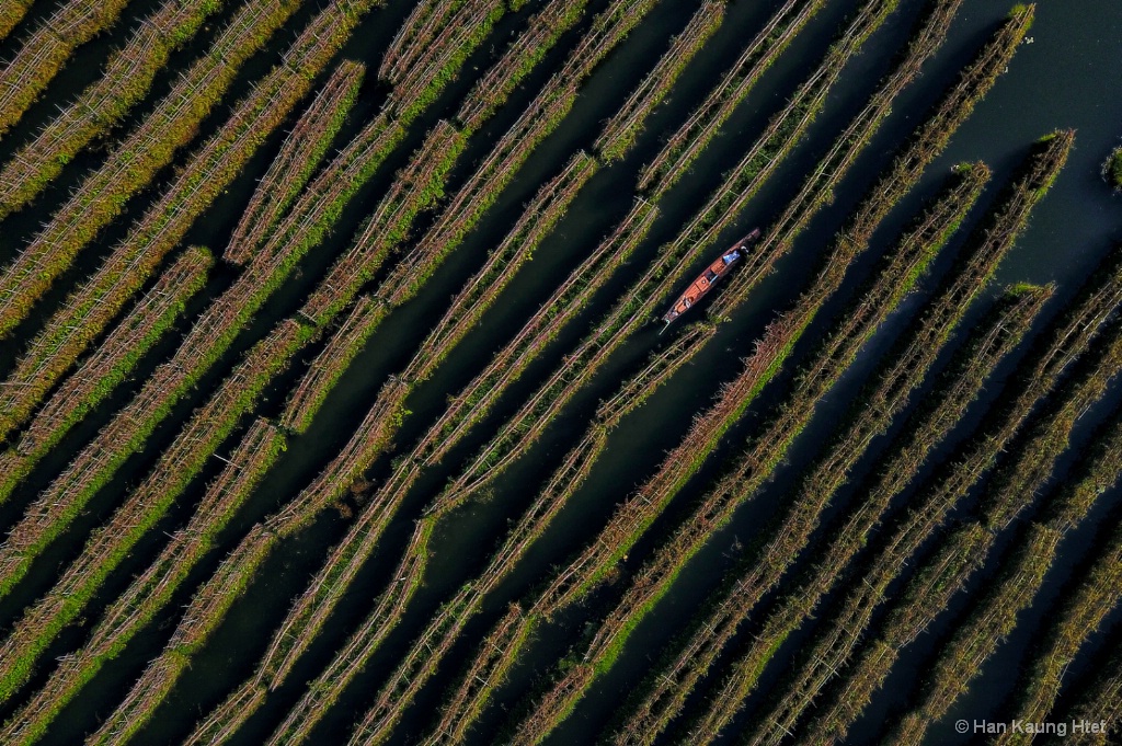 Farming in Inle Lake, Myanmar