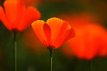 California poppies