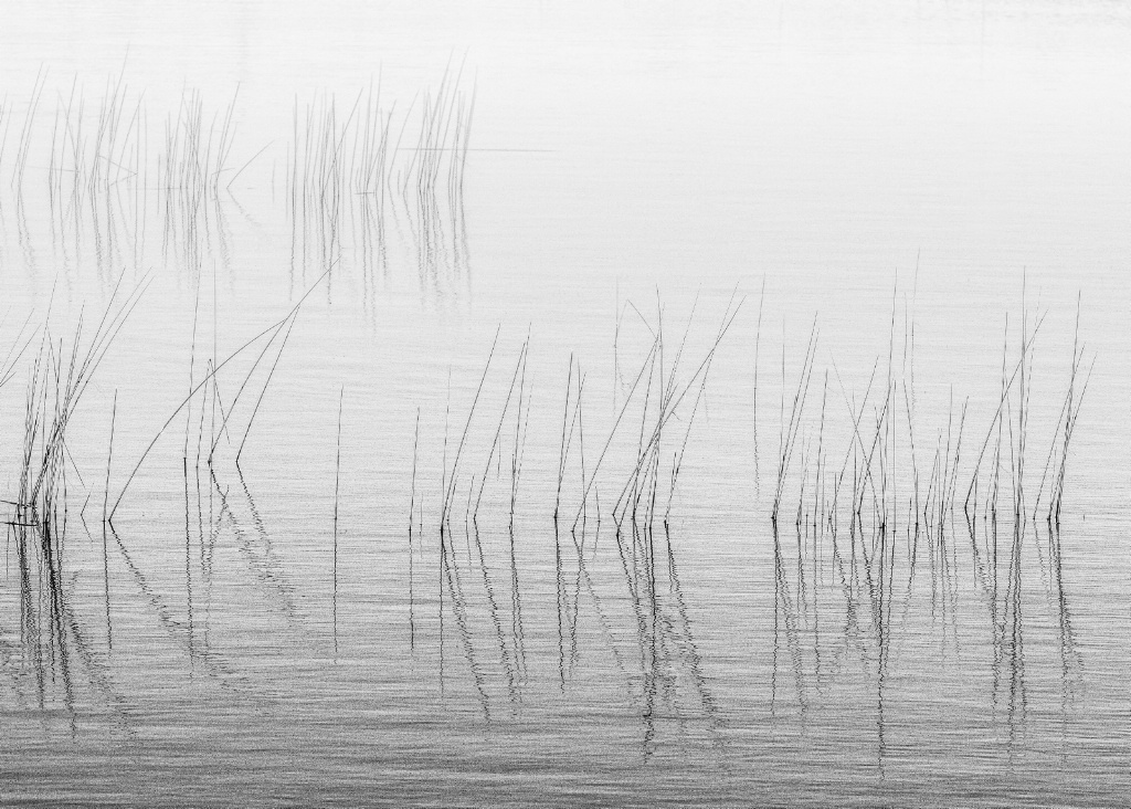 Lake Grass