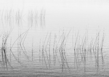 Lake Grass